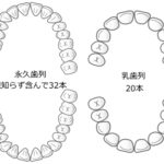 歯の本数